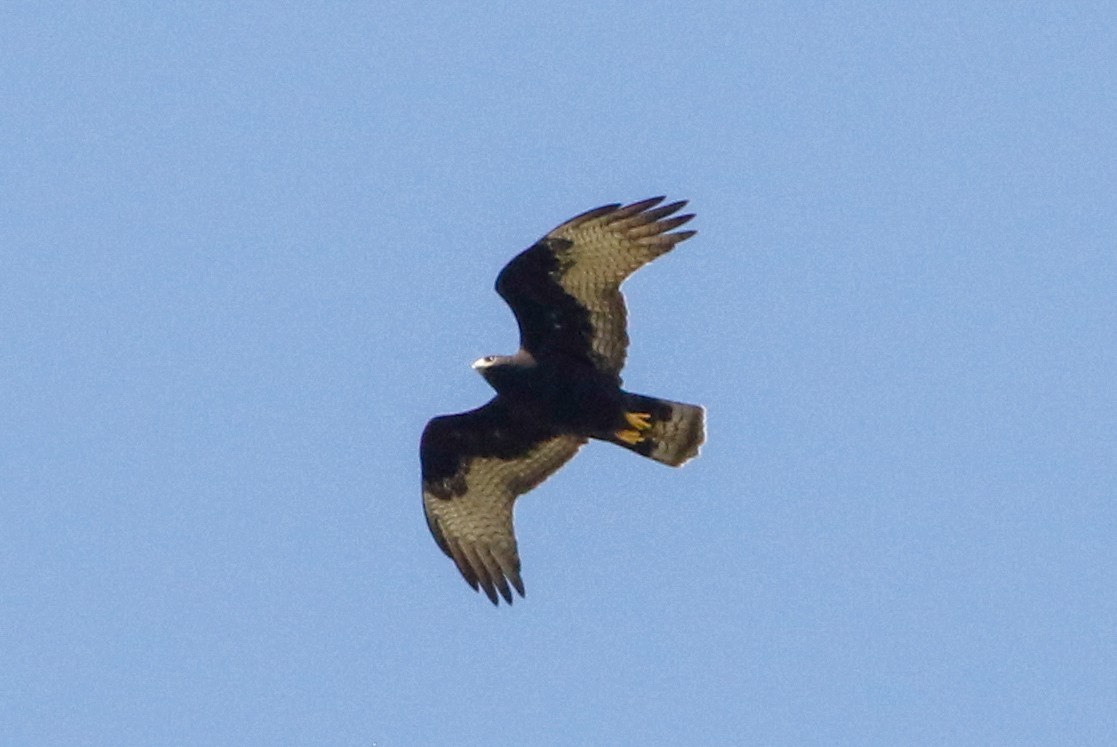 Zone-tailed Hawk - ML228115061