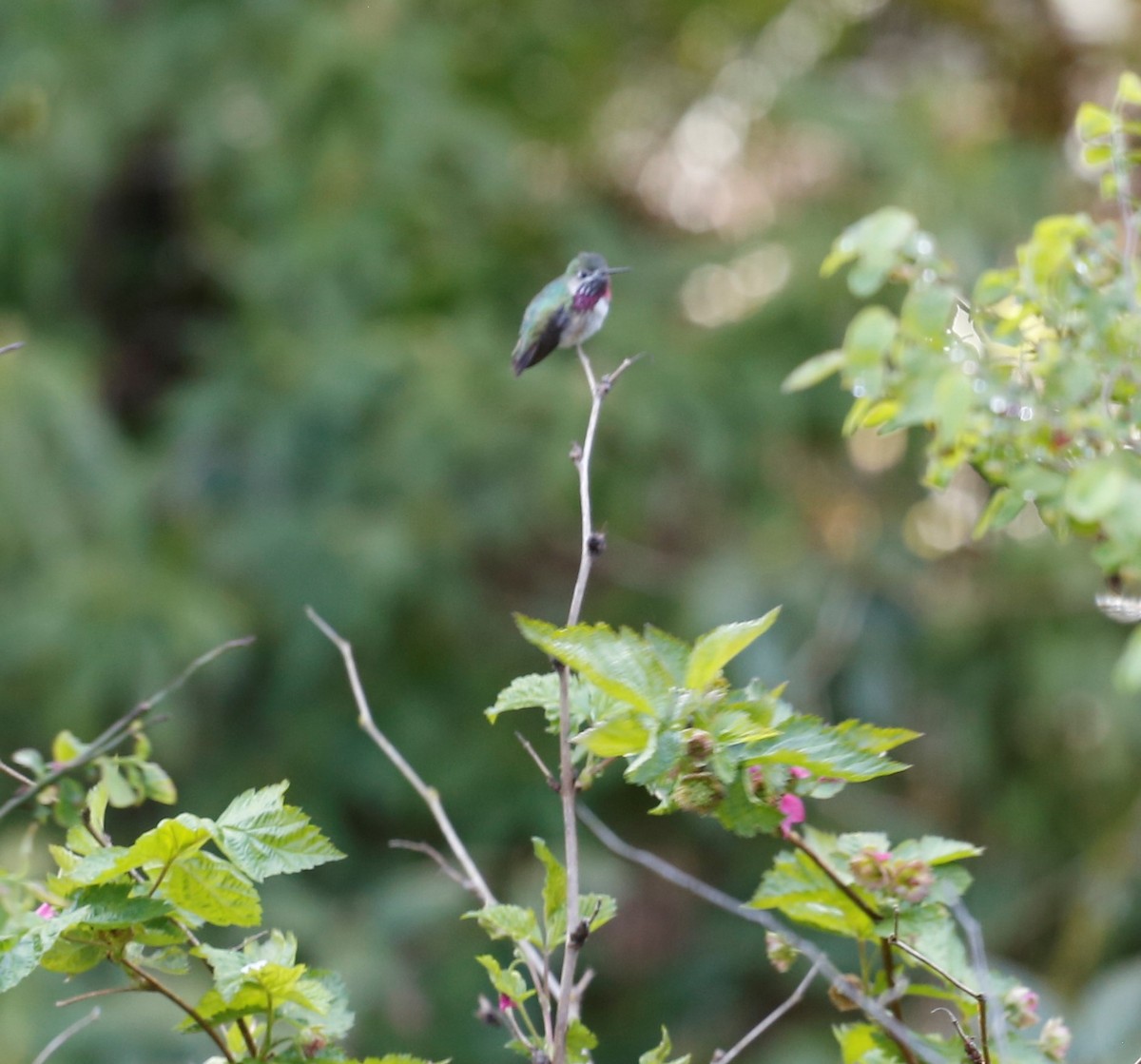 Colibrí Calíope - ML228116791