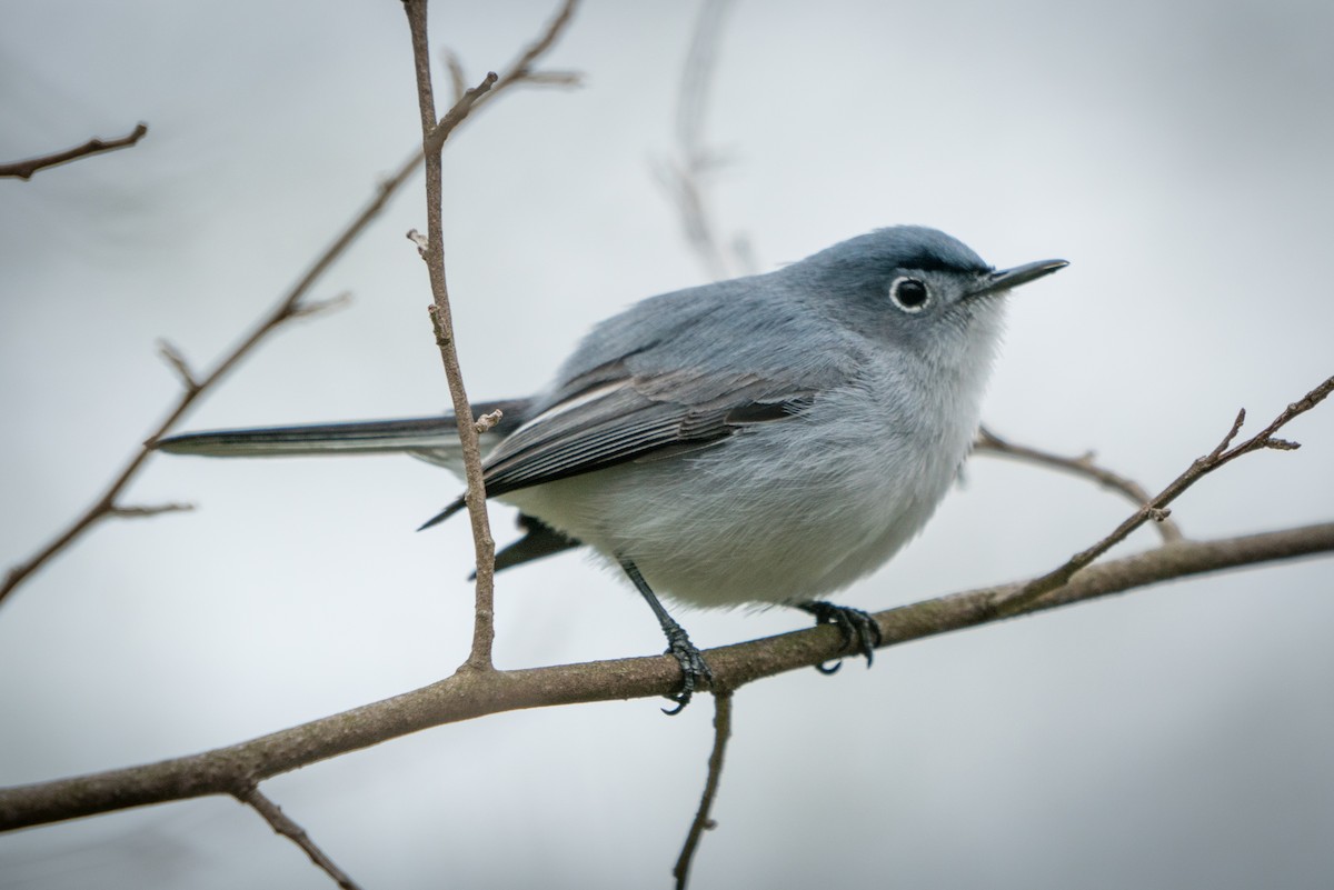 Blue-gray Gnatcatcher - ML228118621