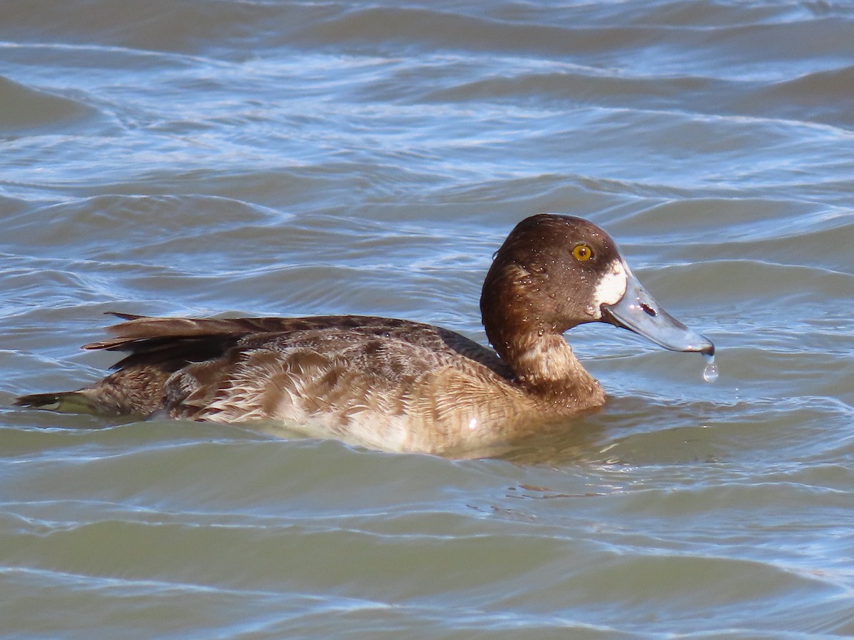 Lesser Scaup - ML228120231