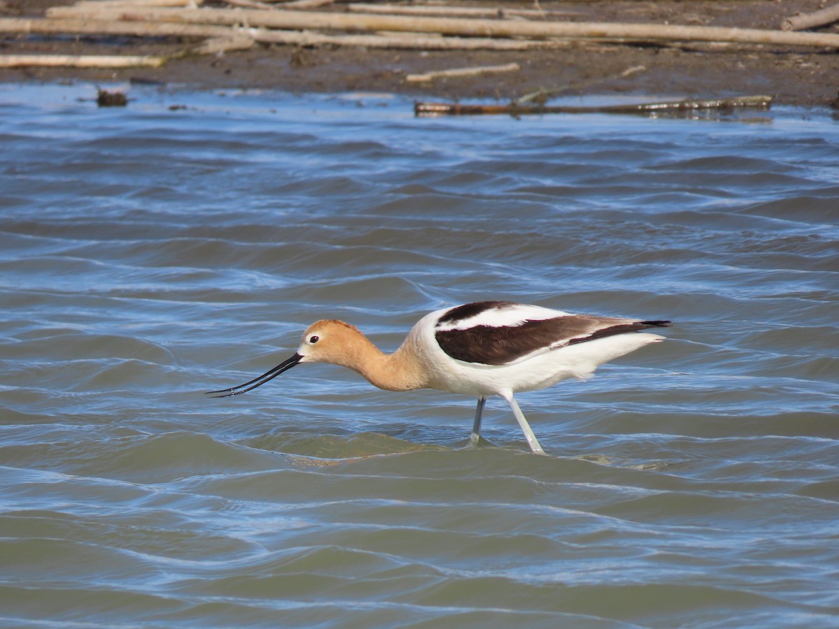 Avocette d'Amérique - ML228120671