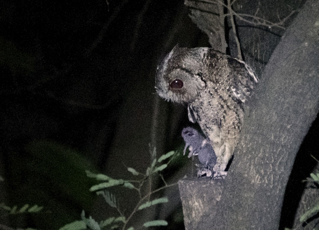 Philippine Scops-Owl - ML228124361