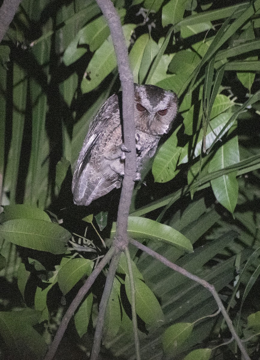 Philippine Scops-Owl - ML228124481