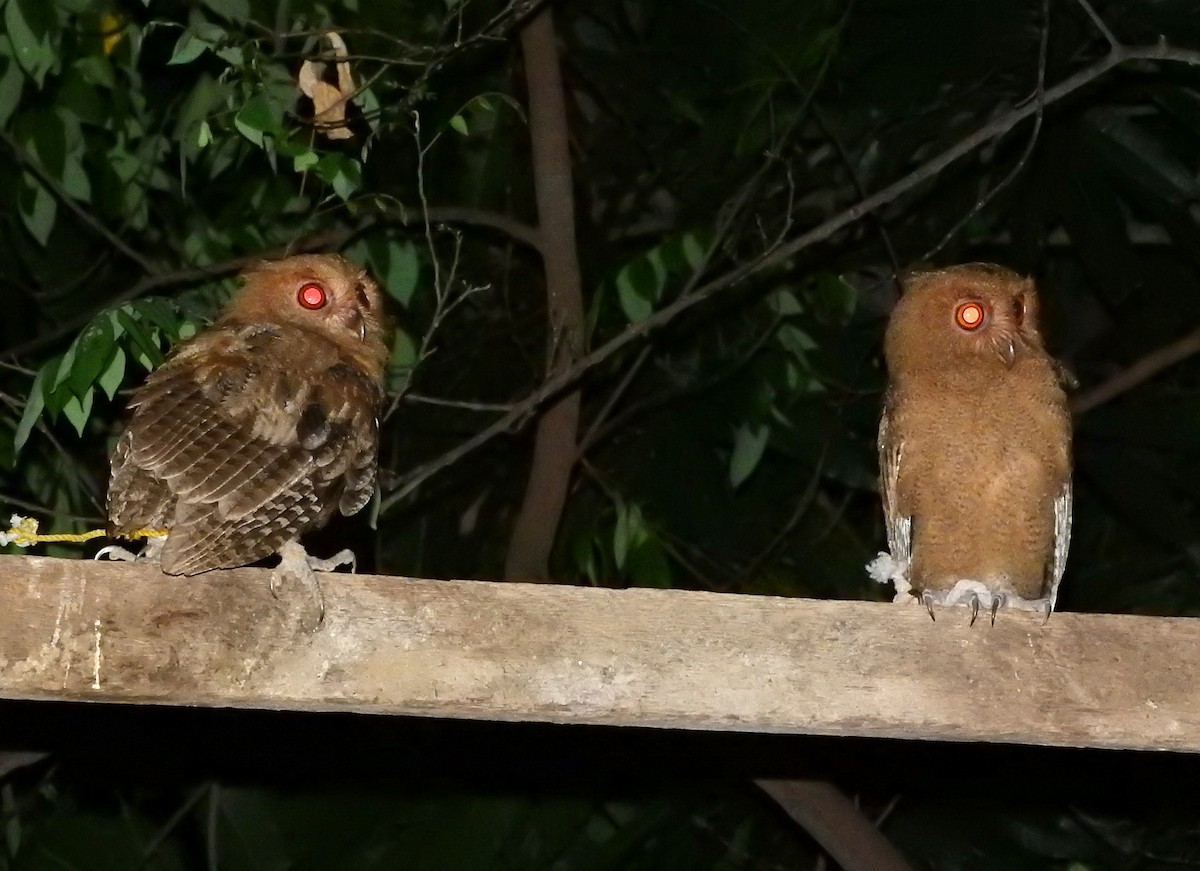 Philippine Scops-Owl - ML228124491