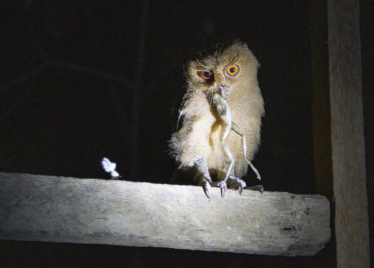 Philippine Scops-Owl - ML228124511