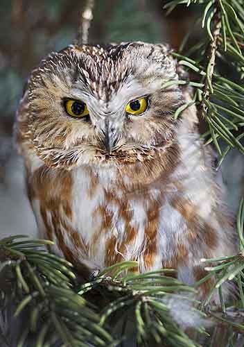 Northern Saw-whet Owl - ML228124991