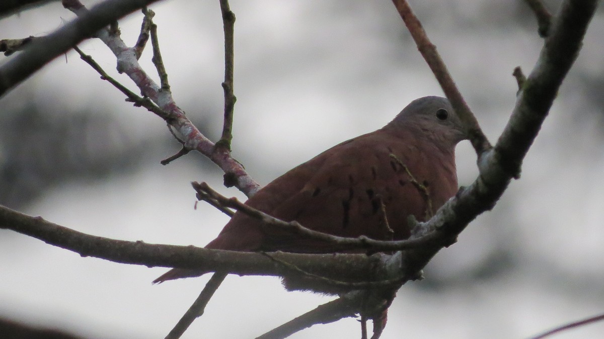 Ruddy Ground Dove - ML228125131