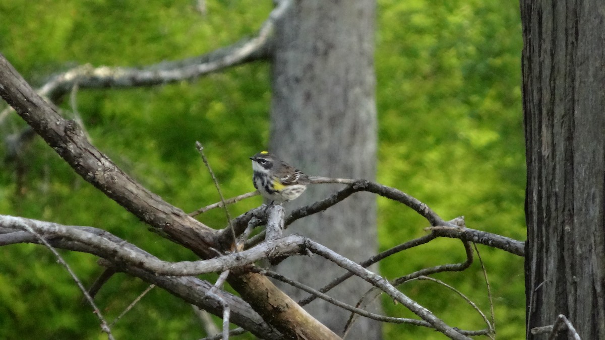 Yellow-rumped Warbler - ML228125191