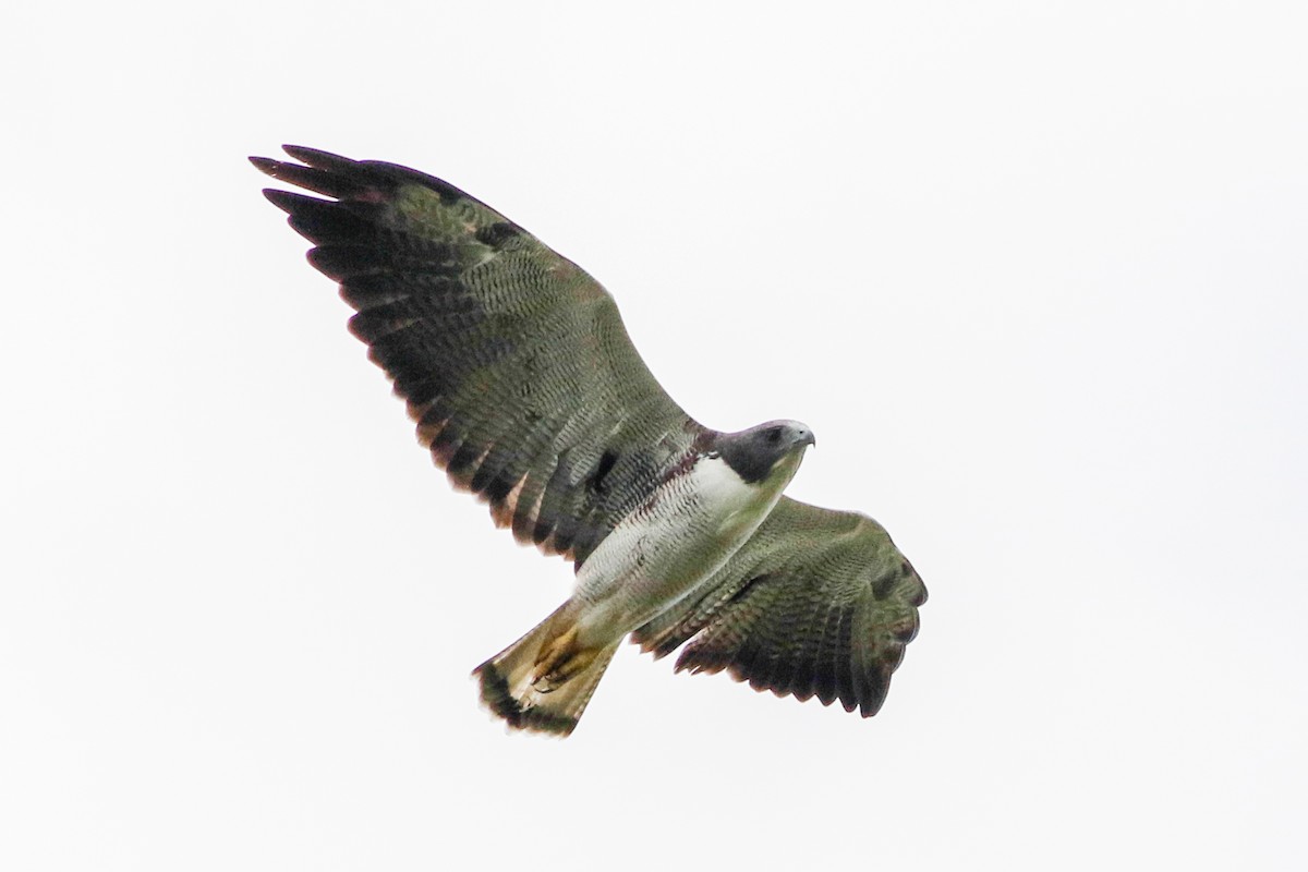 White-tailed Hawk - Byron Stone