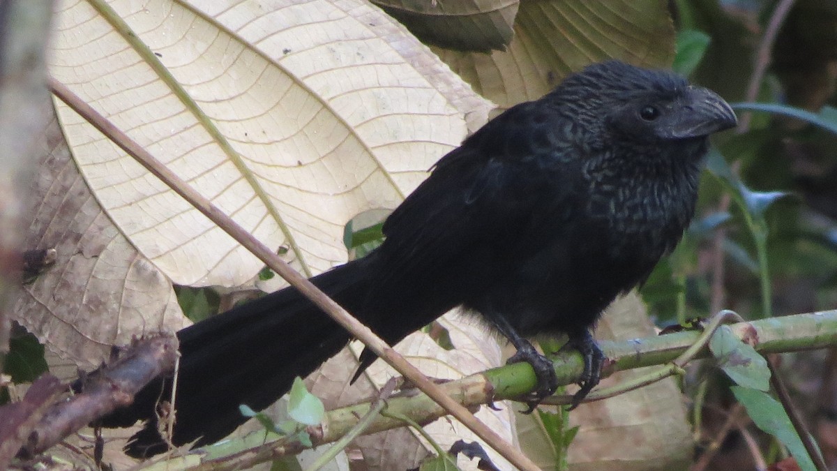 Groove-billed Ani - ML228125771