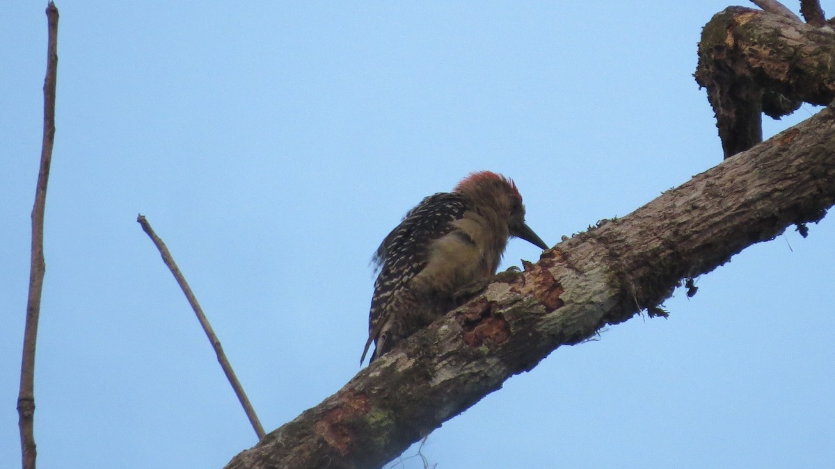 Red-crowned Woodpecker - ML228126051