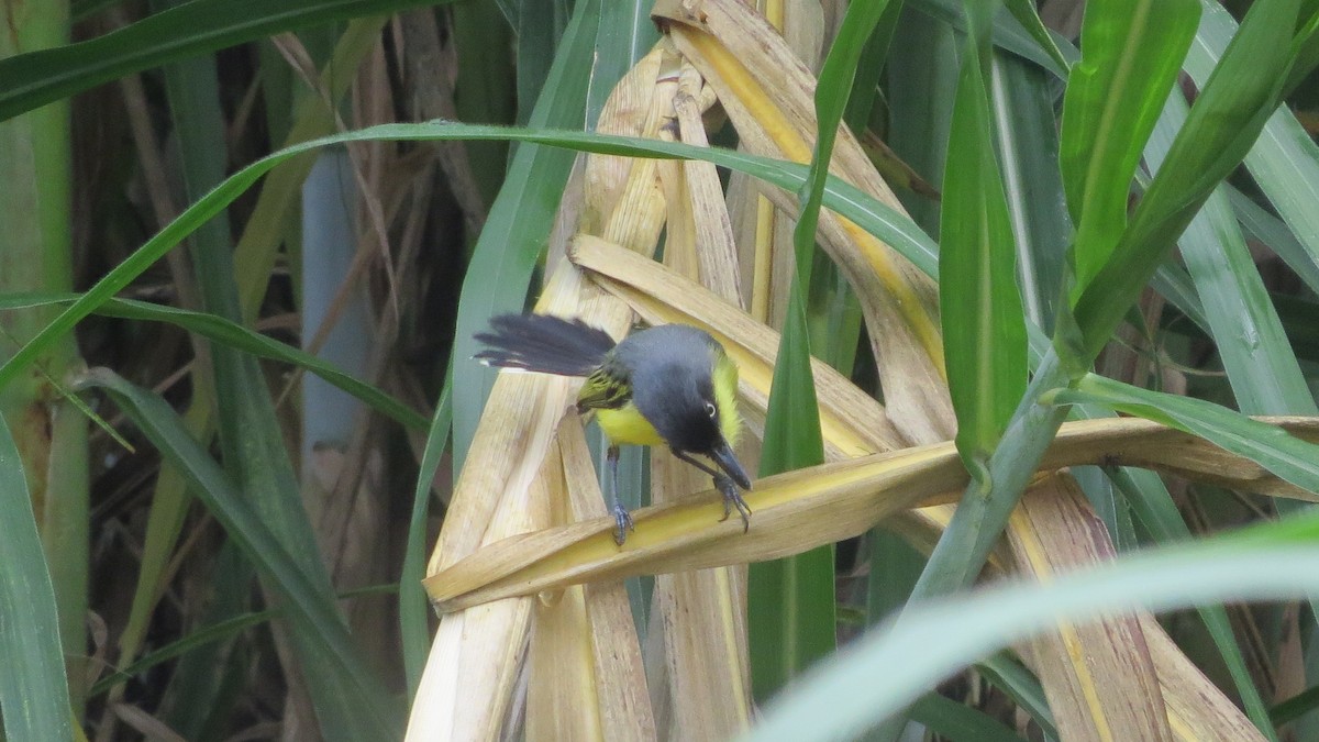 Common Tody-Flycatcher - ML228126691