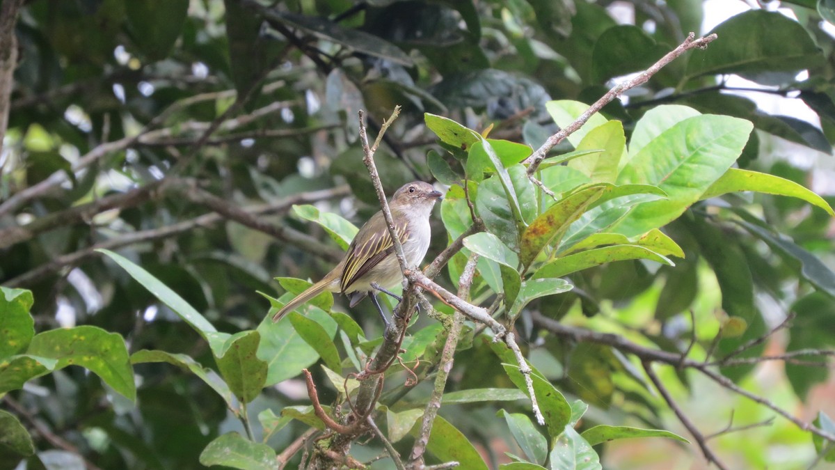 Mistletoe Tyrannulet - ML228126771