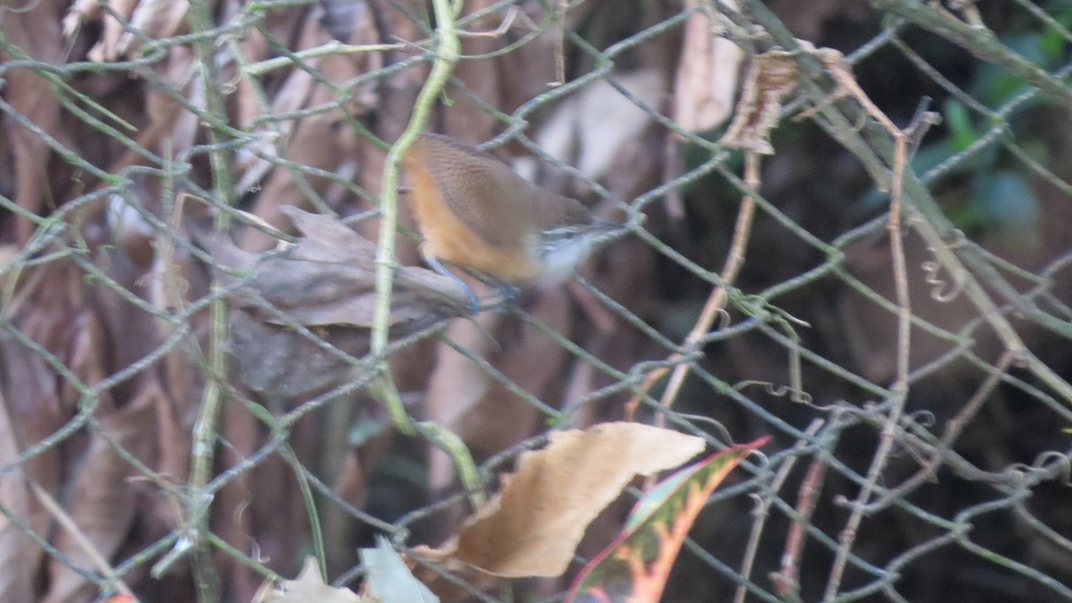 Rufous-breasted Wren - ML228126911