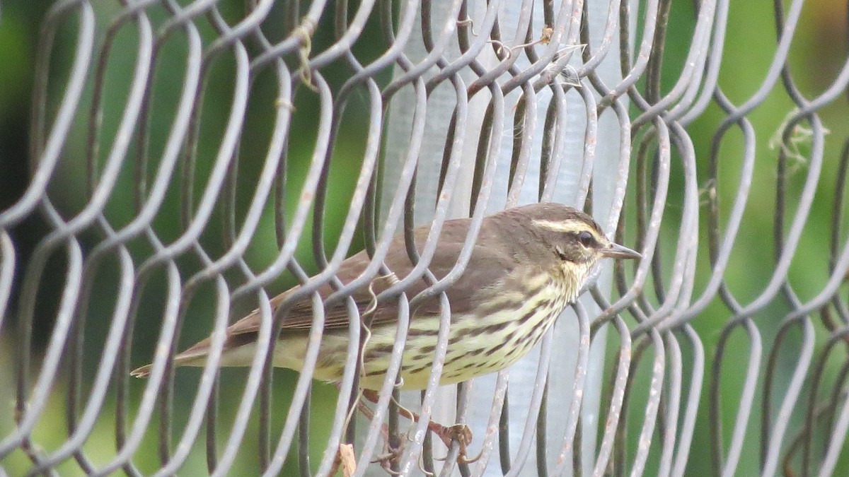 Northern Waterthrush - ML228127351