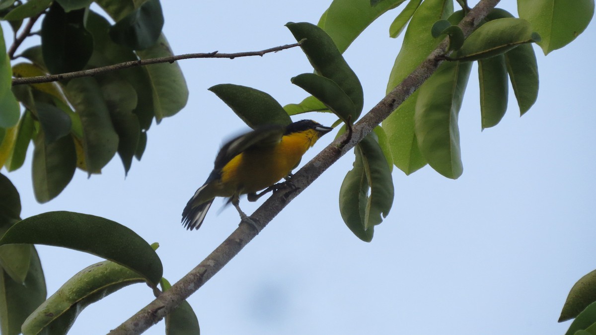 Thick-billed Euphonia - ML228127631