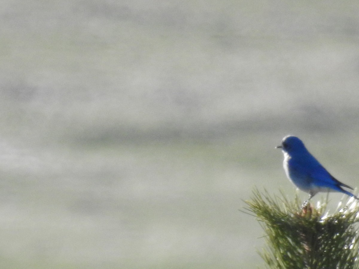 Mountain Bluebird - ML228128031