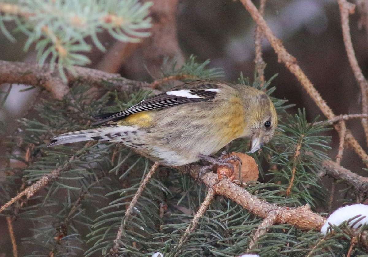 White-winged Crossbill - ML22812891