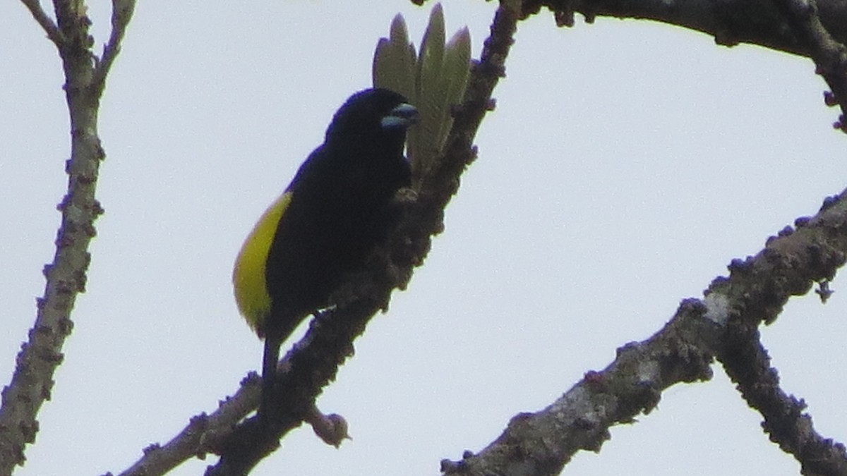 Flame-rumped Tanager - ML228129071