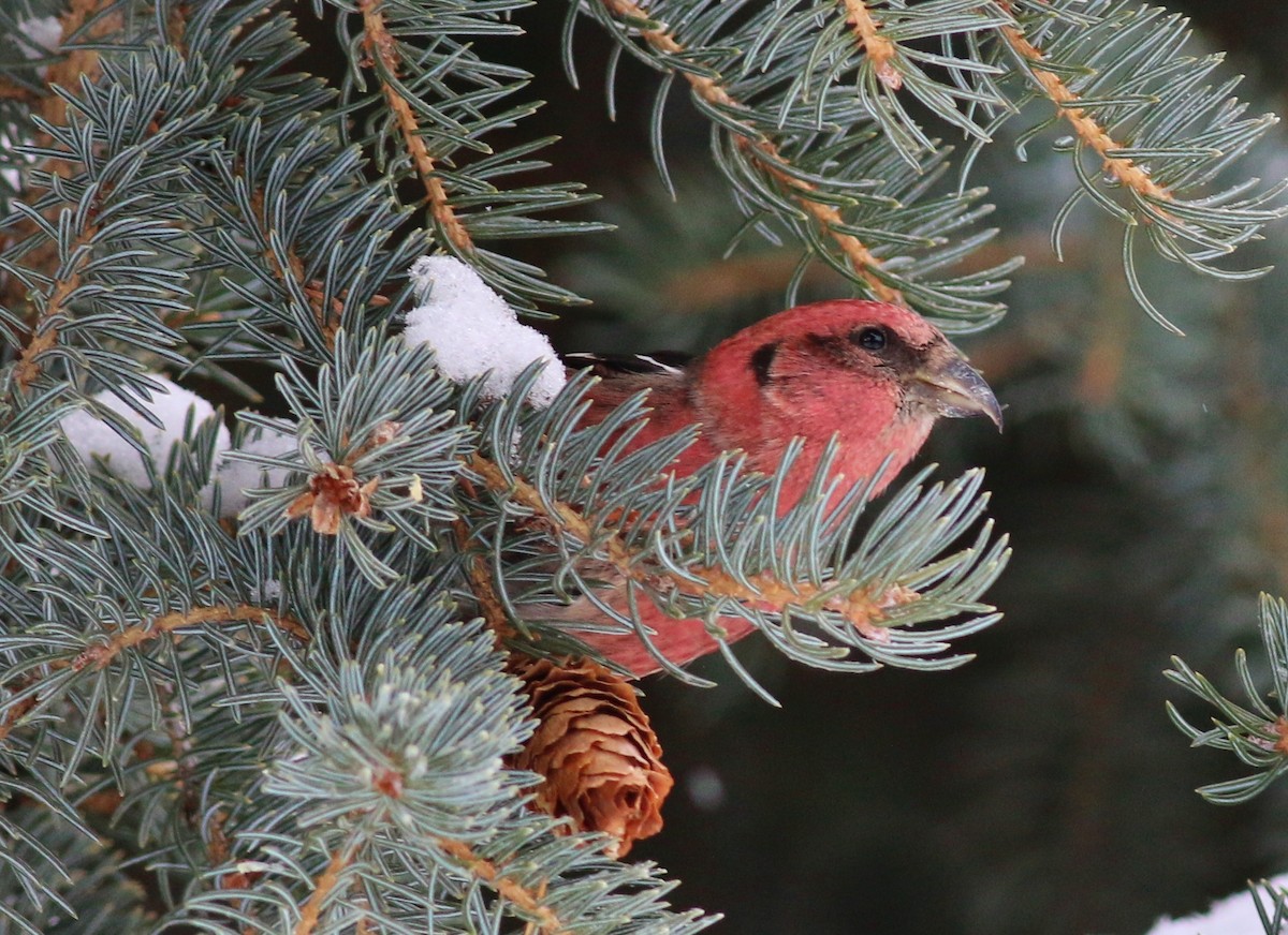 White-winged Crossbill - Tom Benson