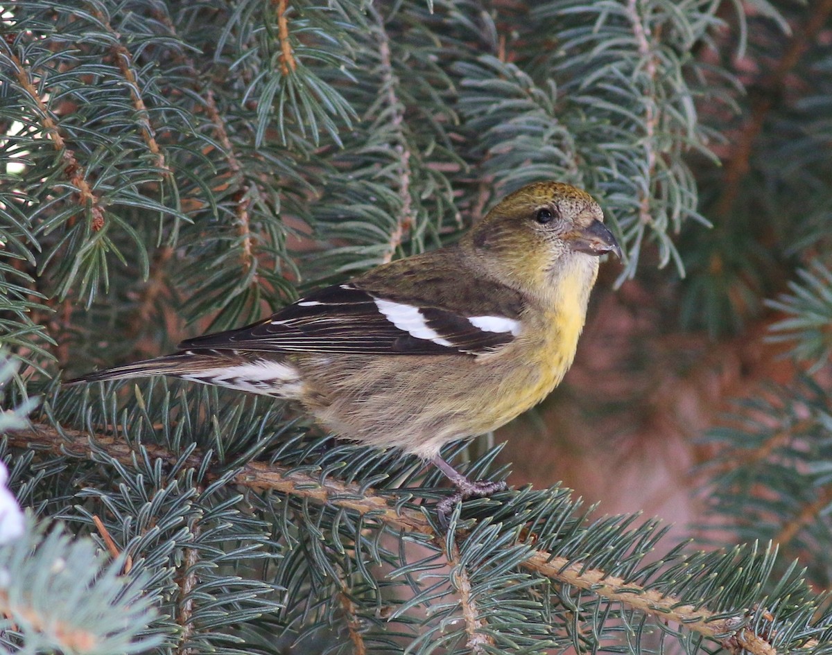 White-winged Crossbill - ML22812931