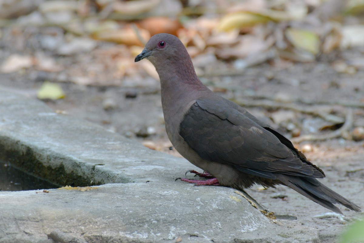 Short-billed Pigeon - Juan Pablo Ligorria