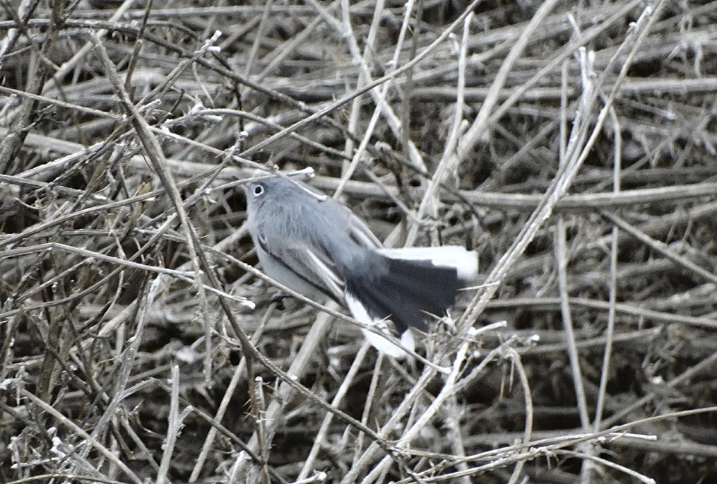 Blue-gray Gnatcatcher - ML22813211