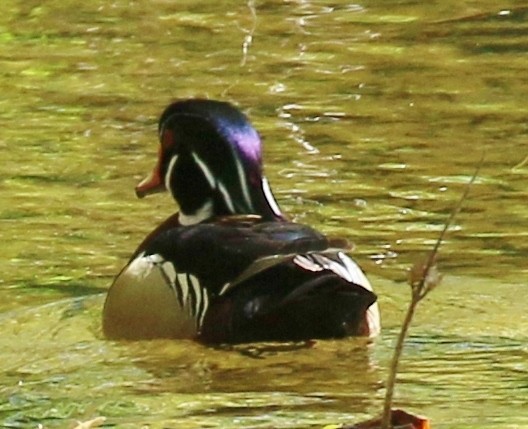 Wood Duck - ML228132511