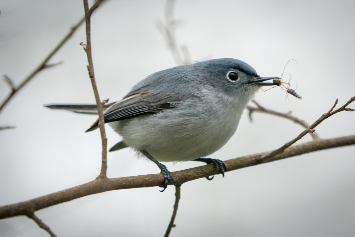 Blue-gray Gnatcatcher - ML228134081