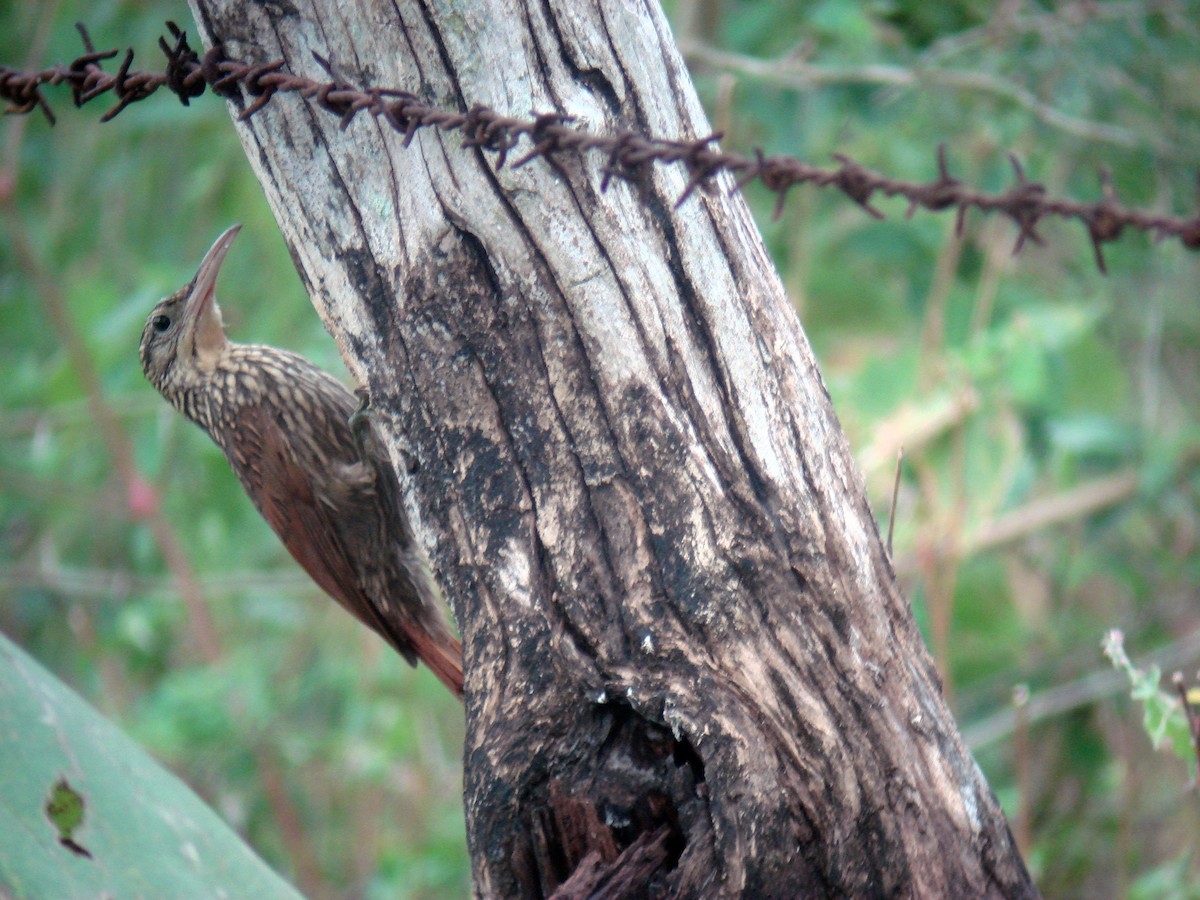 Ivory-billed Woodcreeper - Louis Imbeau