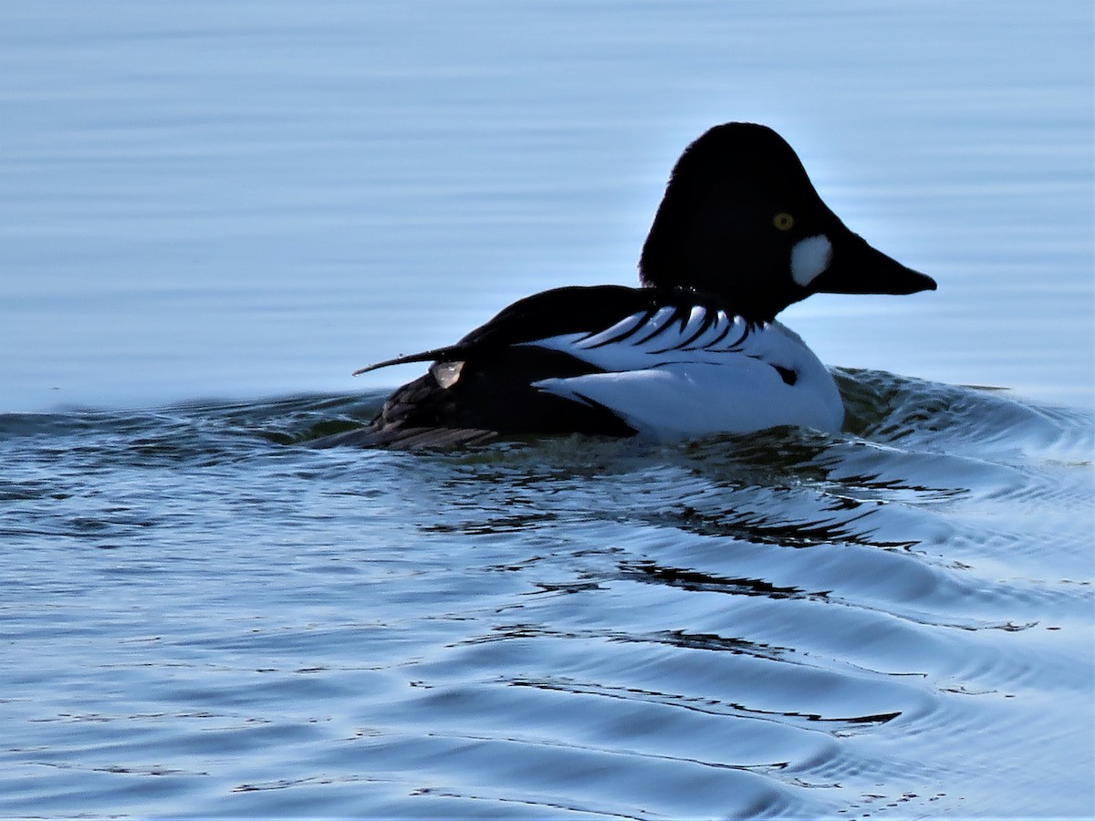 Common Goldeneye - ML228136651