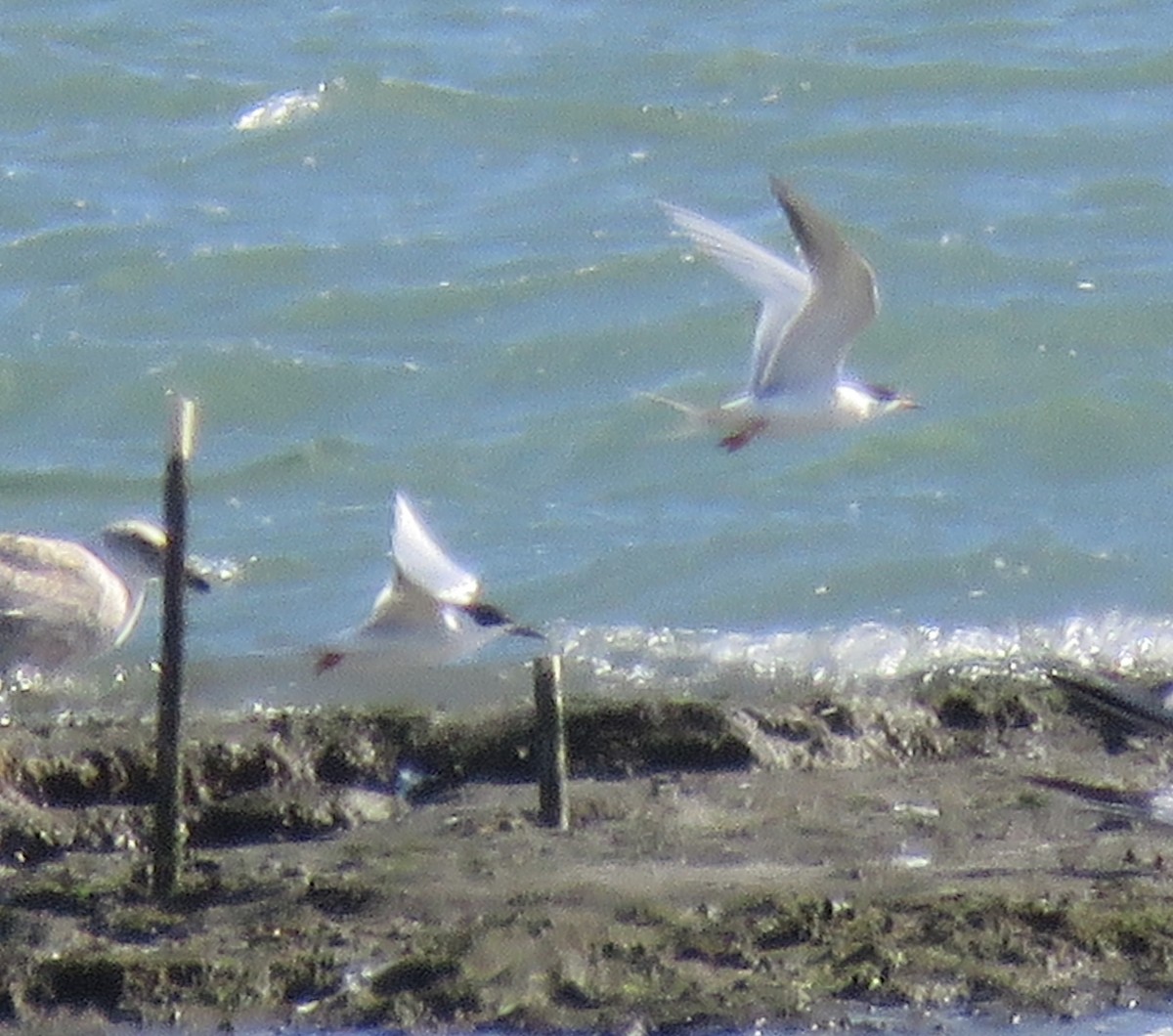 Forster's Tern - ML228136781