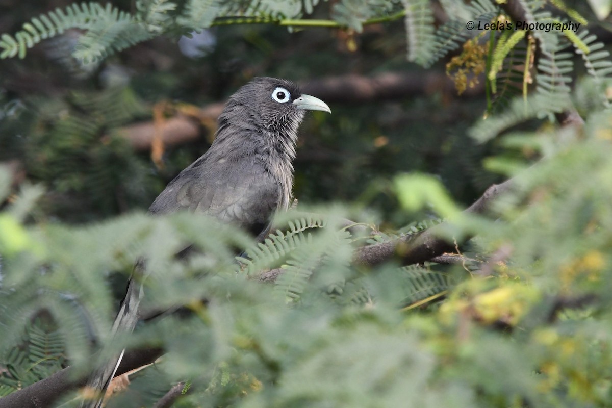 Blue-faced Malkoha - ML228139161