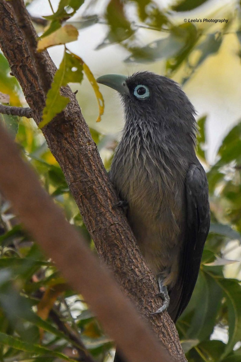 Blue-faced Malkoha - ML228139171