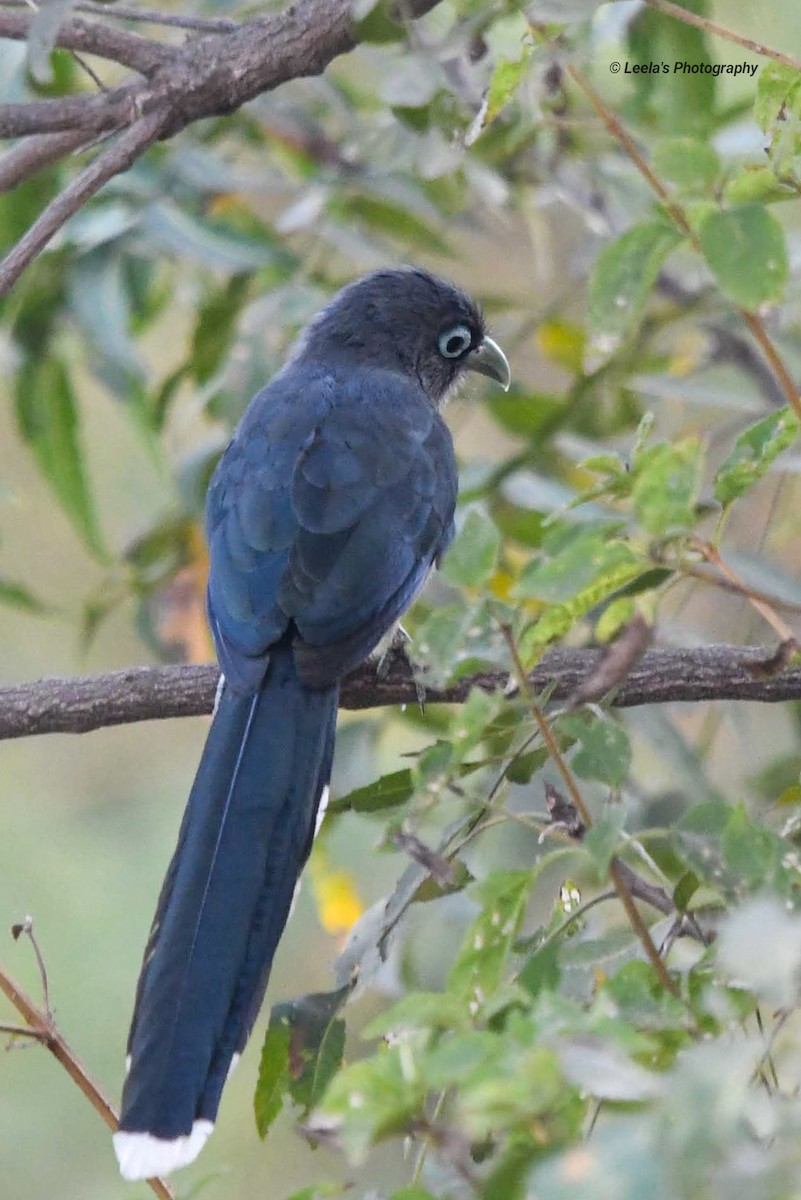 Blue-faced Malkoha - ML228139181