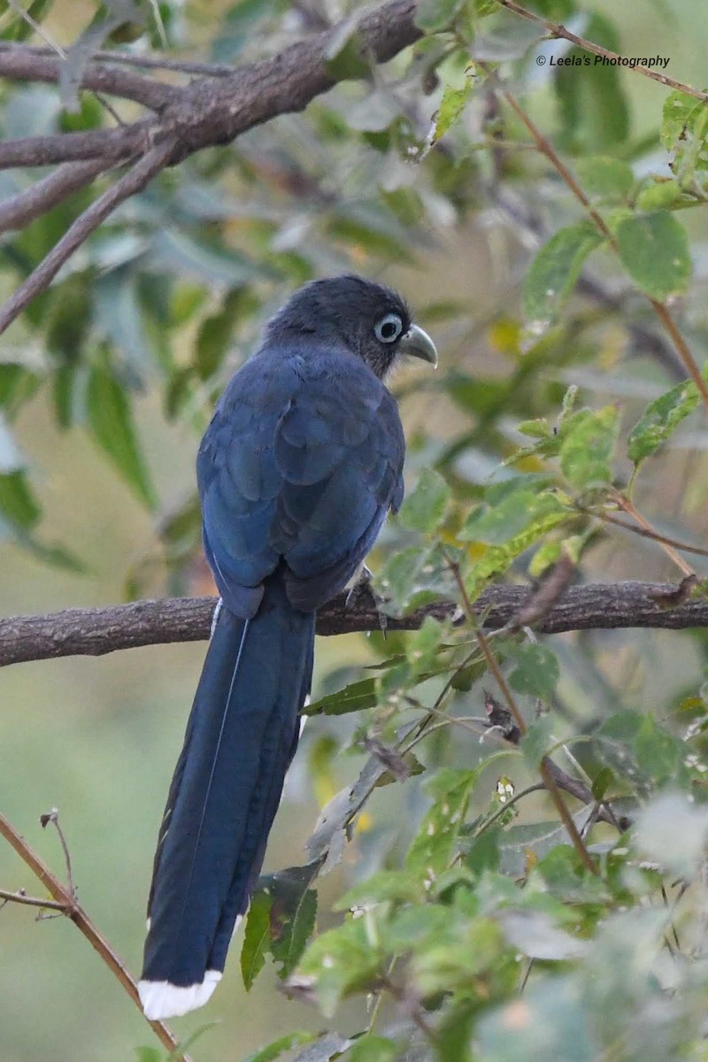 Blue-faced Malkoha - ML228139211