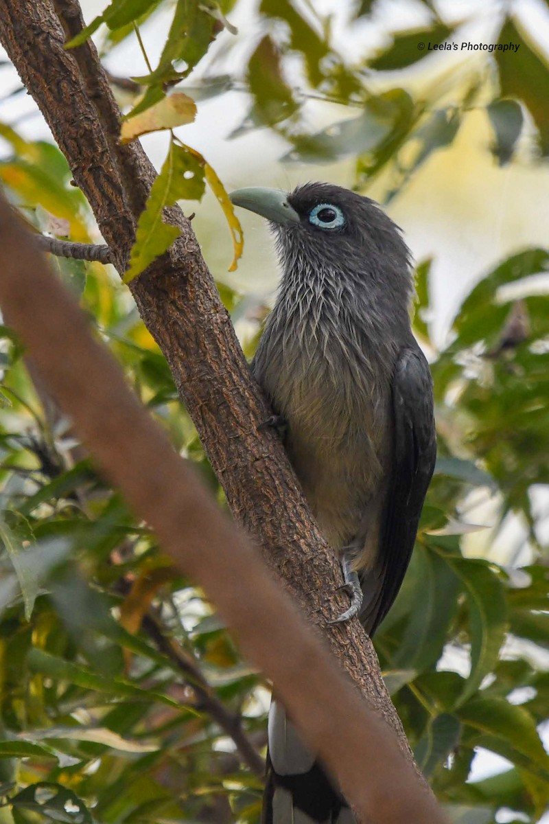 Blue-faced Malkoha - ML228139221