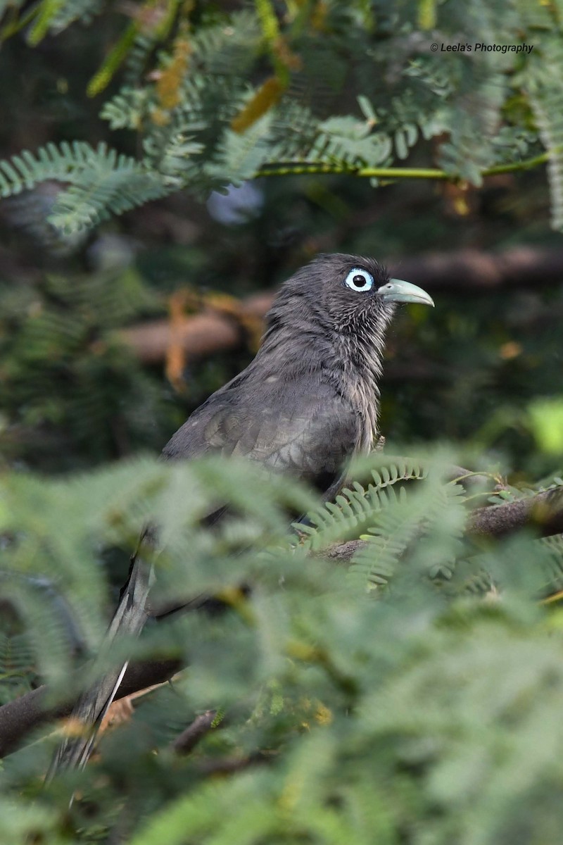 Blue-faced Malkoha - ML228139231