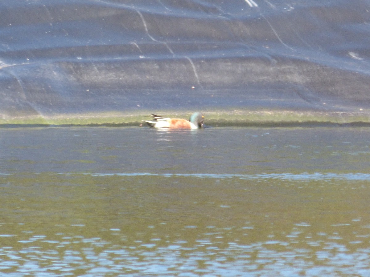 Northern Shoveler - Kathy Greider