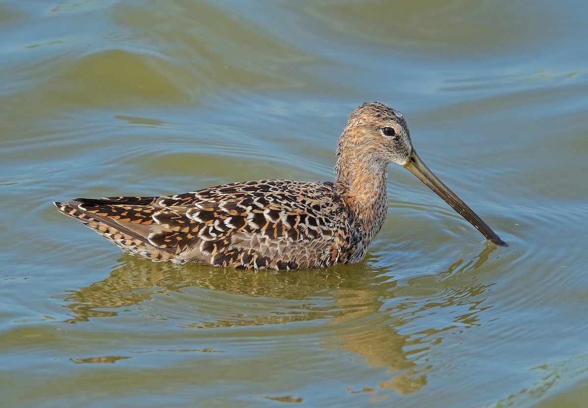 Long-billed Dowitcher - ML228139821