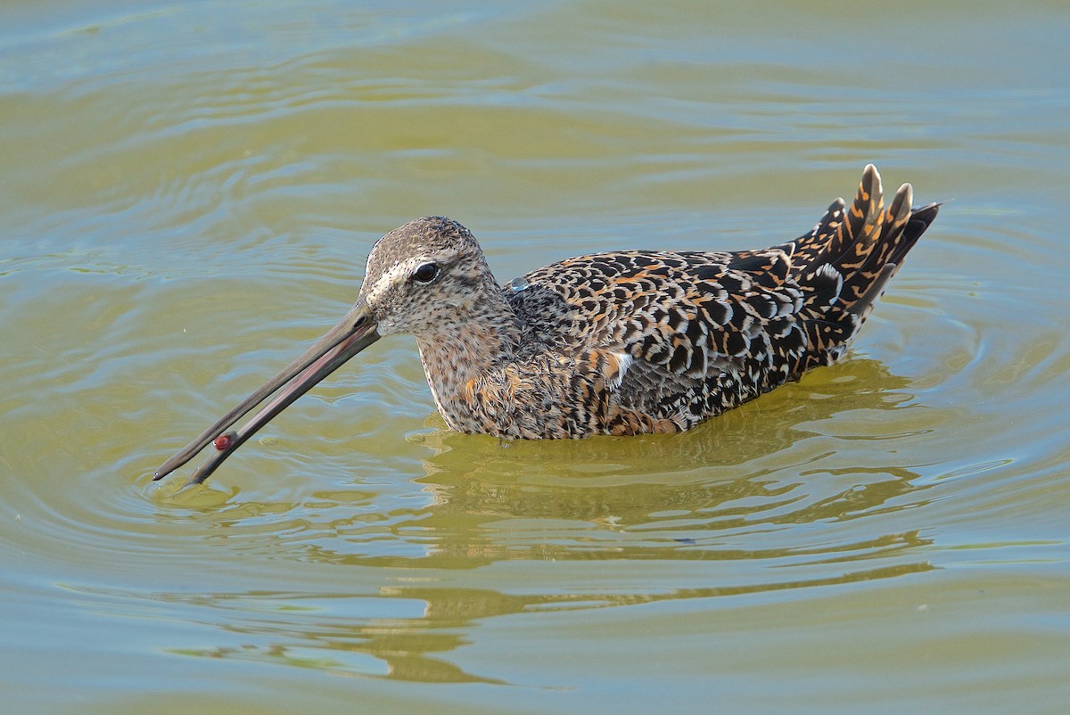 Long-billed Dowitcher - ML228139851