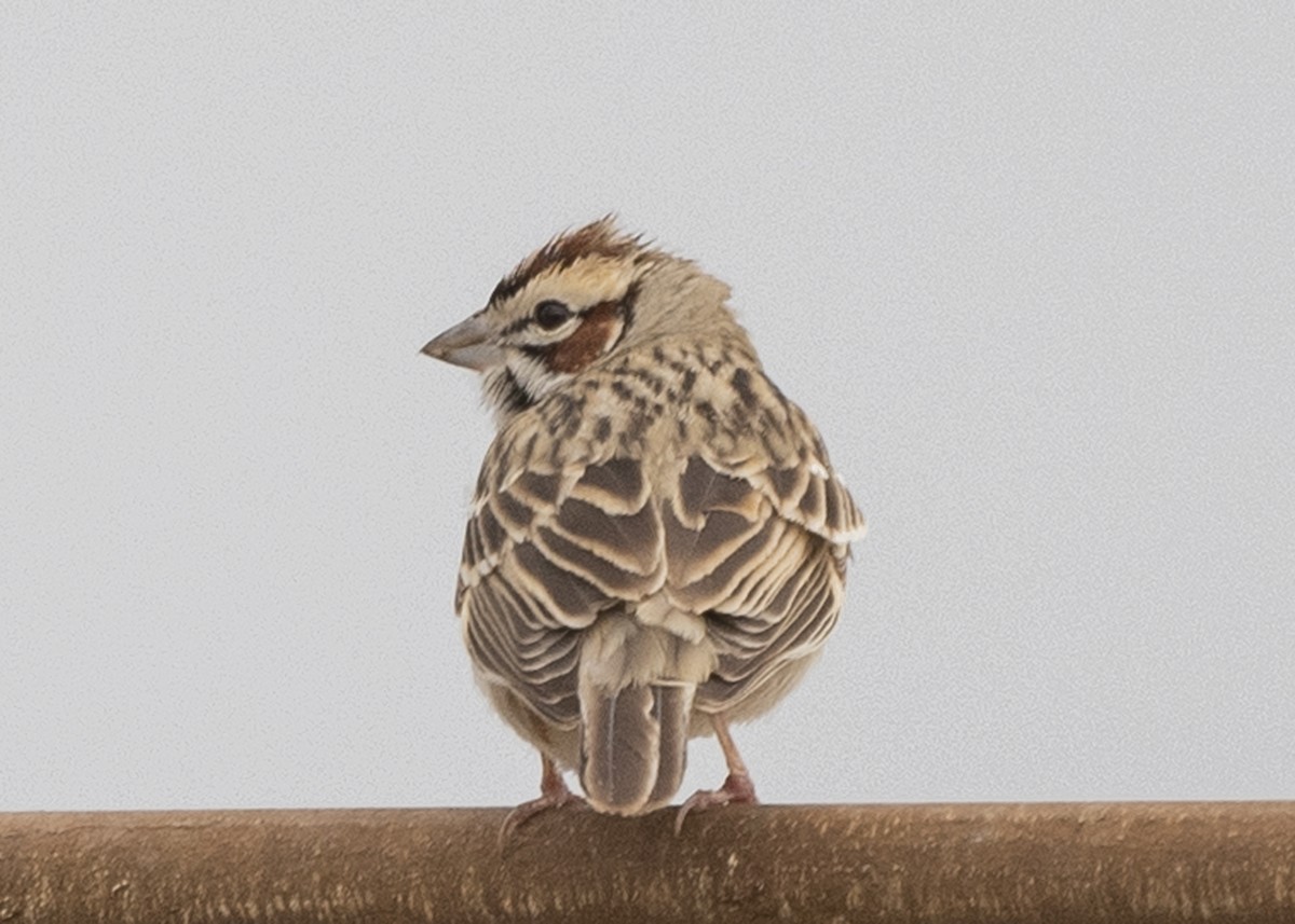 Lark Sparrow - Michael Linz