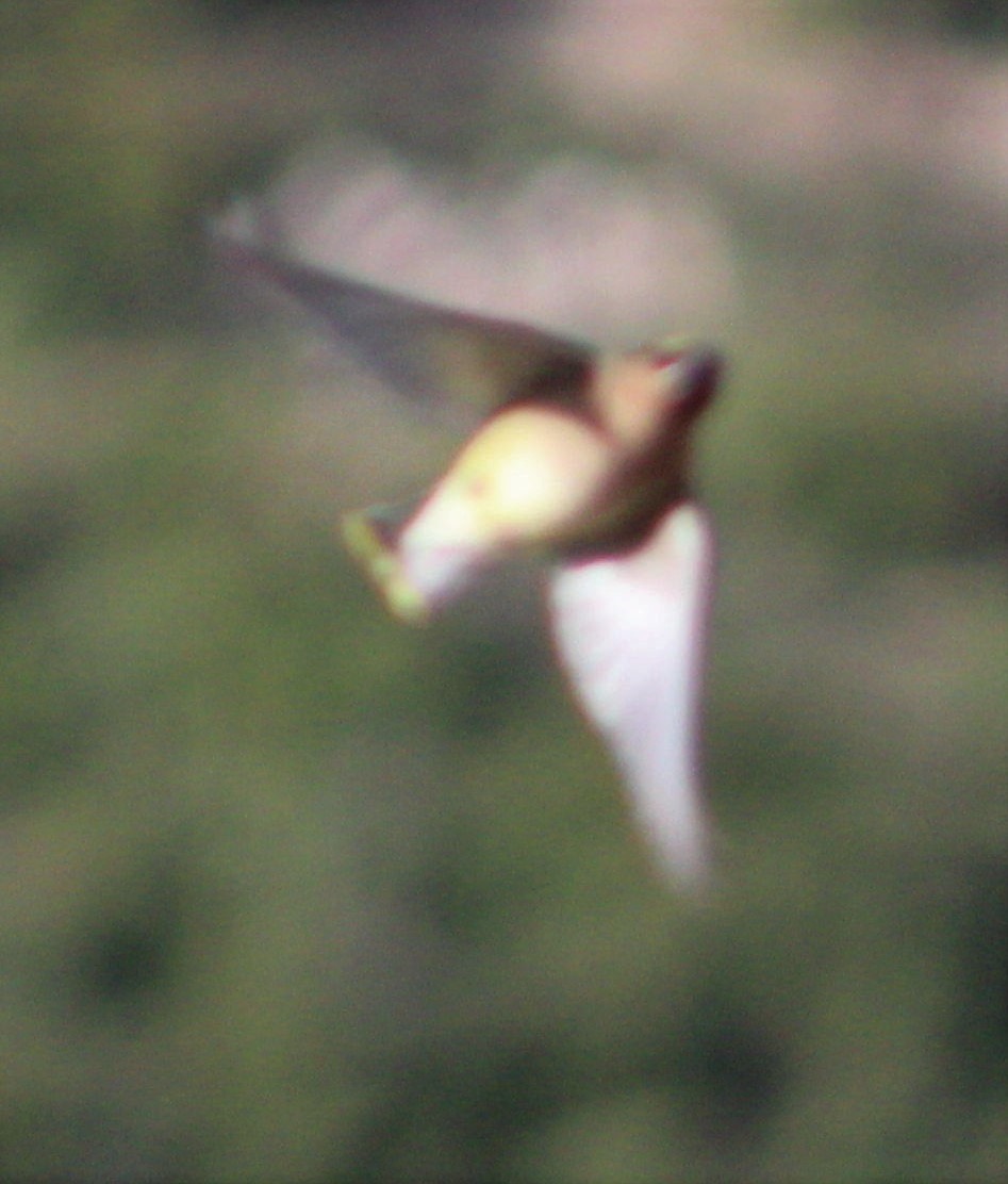 Cedar Waxwing - Richard Norton