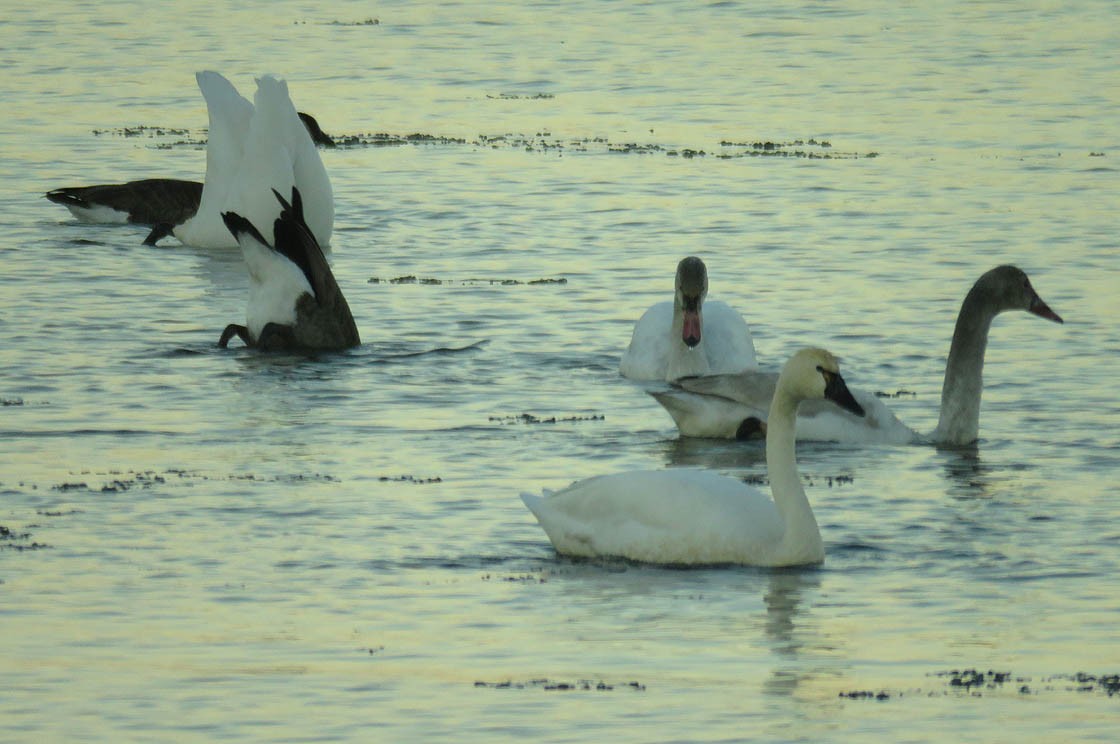 Tundra Swan - Thomas Schultz