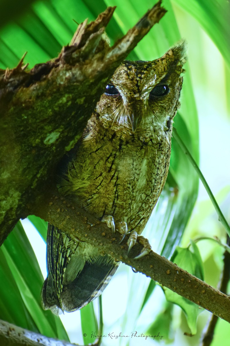 Indian Scops-Owl - ML228145181