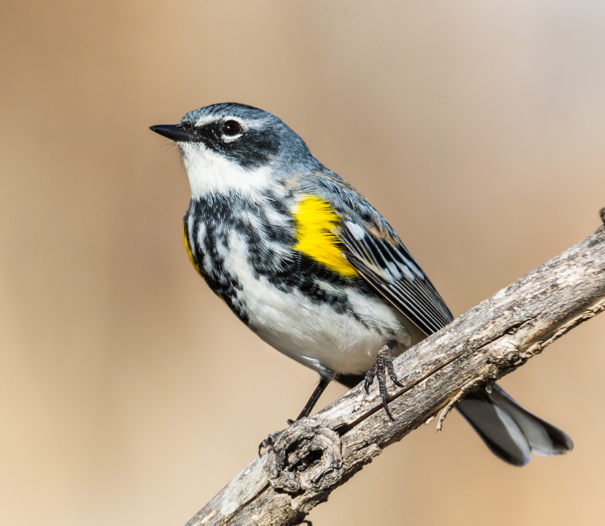 Yellow-rumped Warbler (Myrtle) - ML228146311