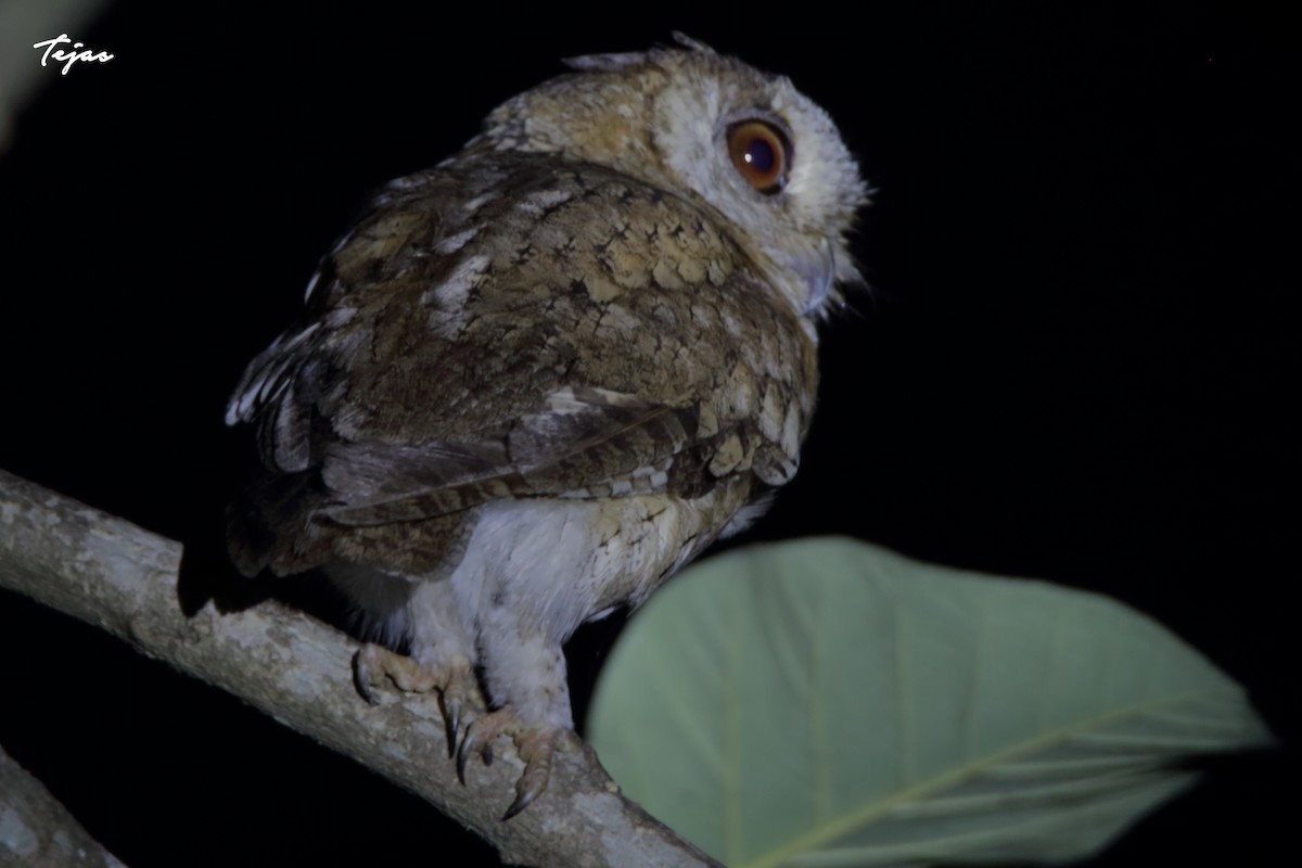 Indian Scops-Owl - ML228147551