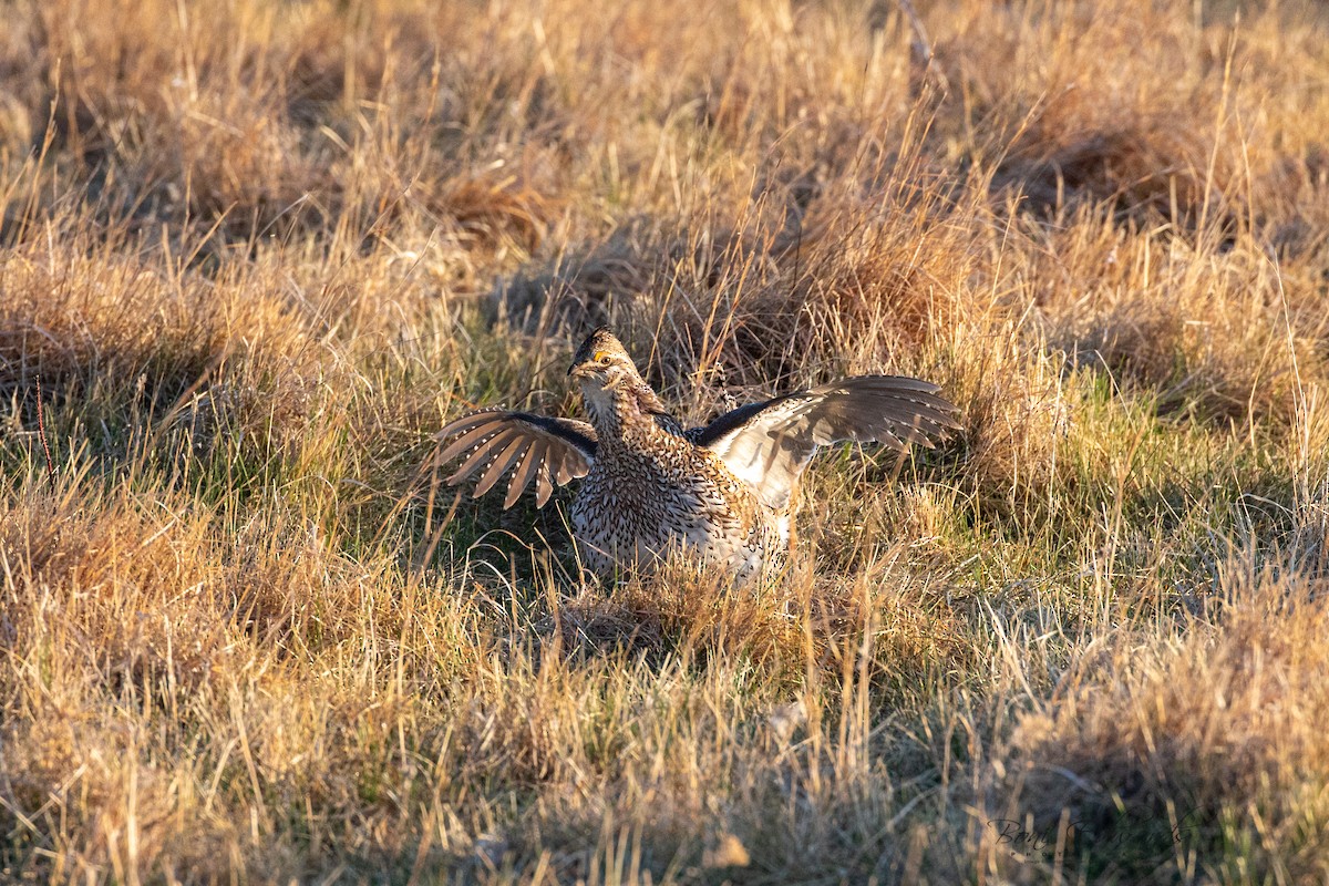 Sharp-tailed Grouse - Boni Edwards