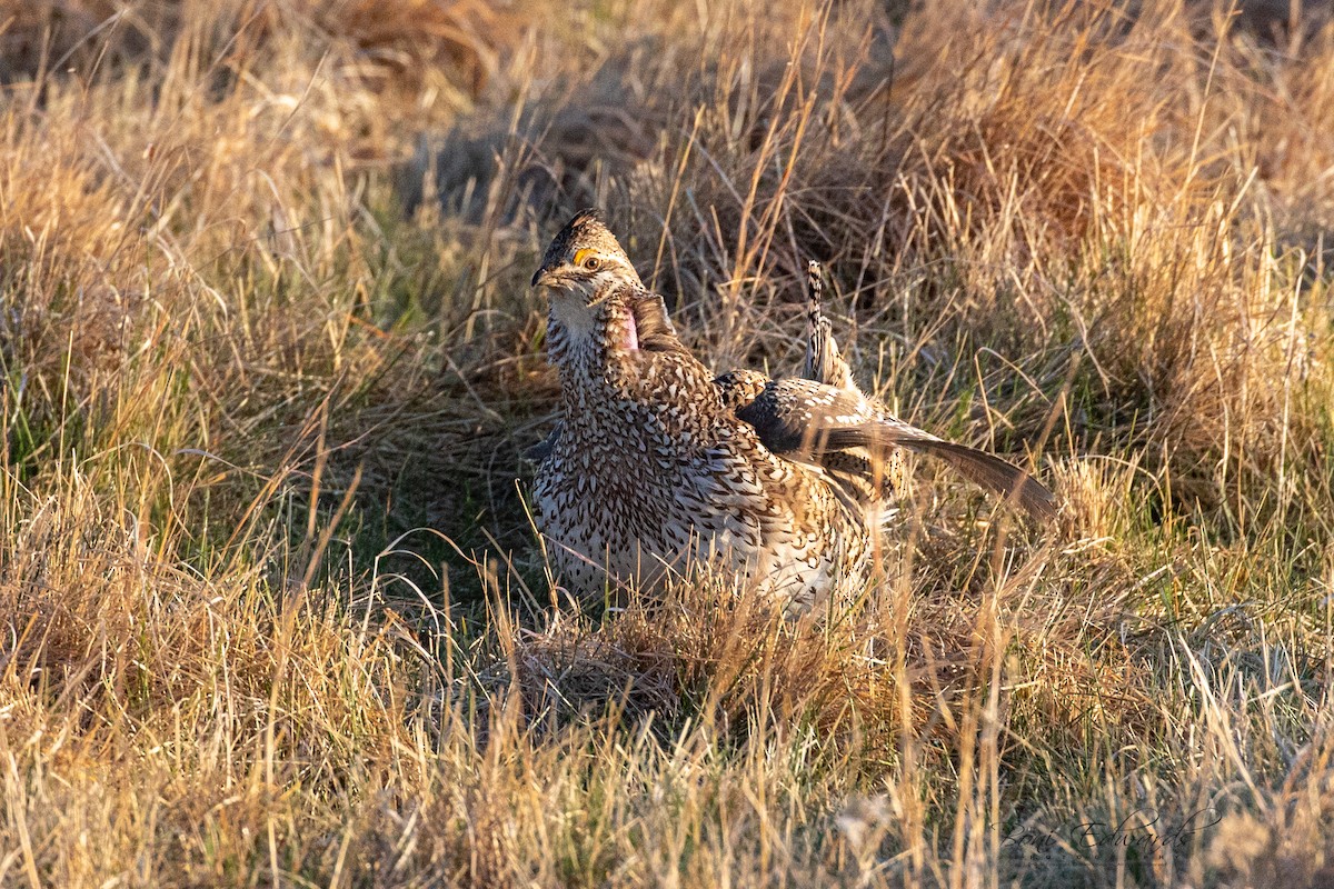 Sharp-tailed Grouse - ML228151501