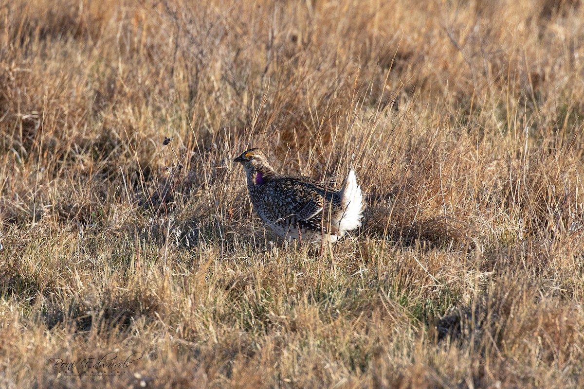 Sharp-tailed Grouse - ML228151531